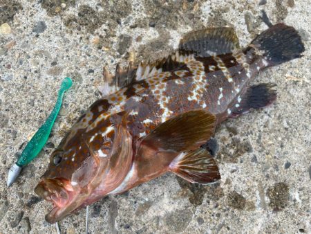 デイアコウがんばる・・・アコウ１