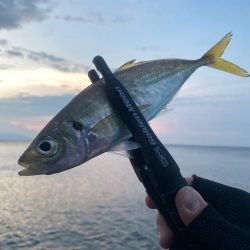 アジングつ抜け