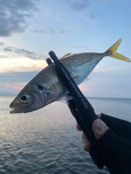 アジングつ抜け