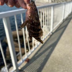 福井隙間時間釣行