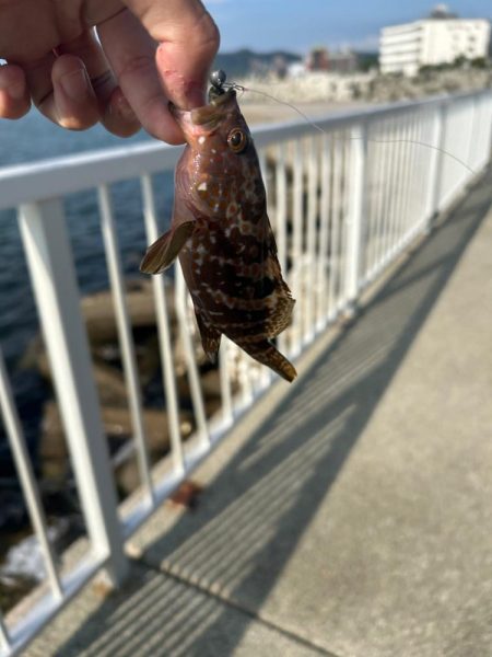 福井隙間時間釣行