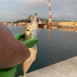 淡路釣行マアジ〜シロギス