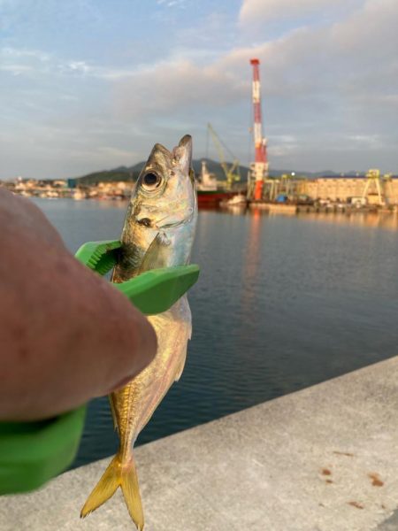 淡路釣行マアジ〜シロギス