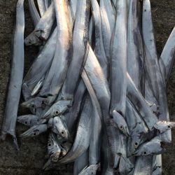 本年初タチ　細細