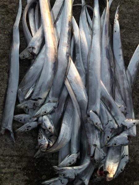 本年初タチ　細細