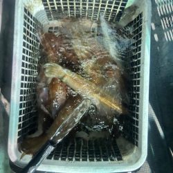 デカイカばっか