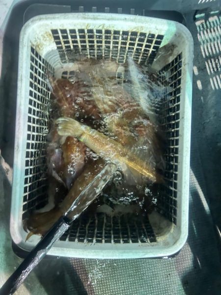 デカイカばっか