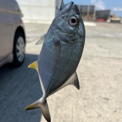 海はさっぱり釣れません。