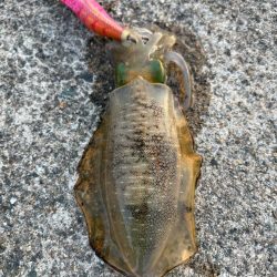 ロック&ベイビー