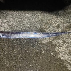 初太刀！  調査釣行