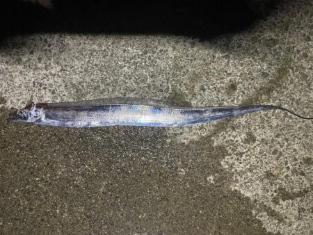 初太刀！  調査釣行