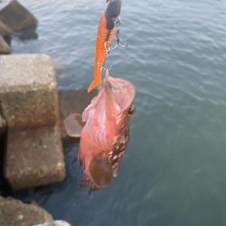 今年初のツバスと根魚