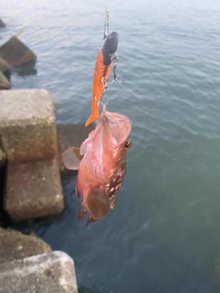 今年初のツバスと根魚