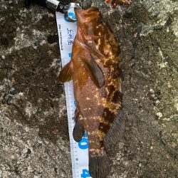 祝！記録更新キジハタゲーム