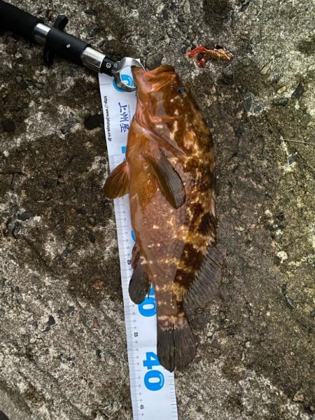 祝！記録更新キジハタゲーム