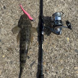 フラットフィッシュ