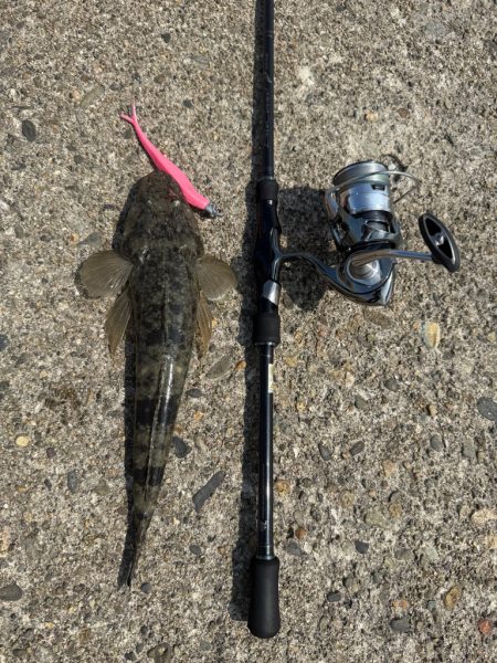 フラットフィッシュ