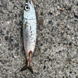 ジグサビキ　25