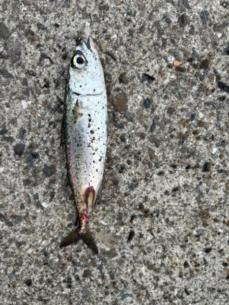 ジグサビキ　25