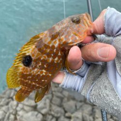 キジハタゲーム