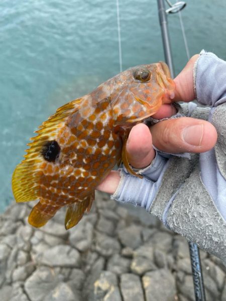 キジハタゲーム