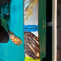 4回目イカメタル