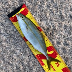 今日は狙い通りツバスでした、が、