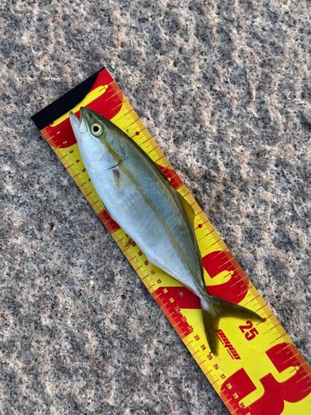 今日は狙い通りツバスでした、が、