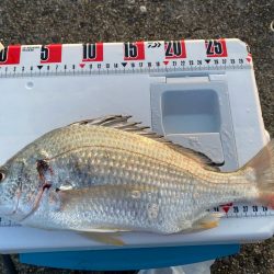 シロギスタのスミ1キビレDAY