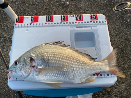 シロギスタのスミ1キビレDAY