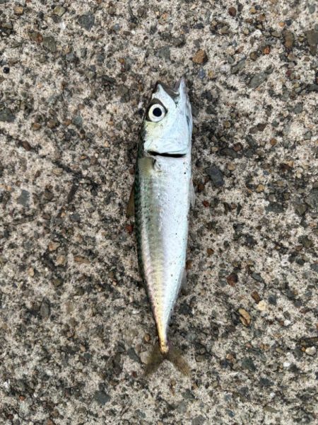 ジグサビキ　13