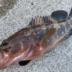 デイアコウがんばる・・・アコウ１＋タコ少々