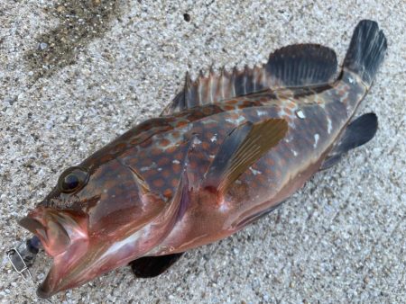 デイアコウがんばる・・・アコウ１＋タコ少々…