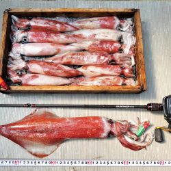 イカメタル釣り！