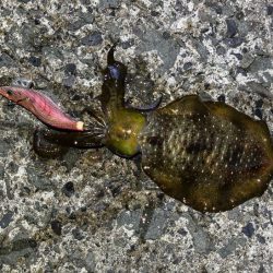 秋アオリイカ調査｜まだ早いみたいでチビが多く反応が悪いです！