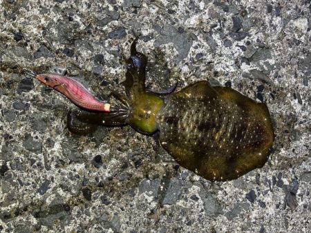 秋アオリイカ調査｜まだ早いみたいでチビが多…