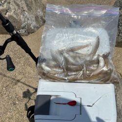 キスの群れが減って来た!