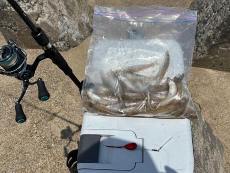 キスの群れが減って来た!