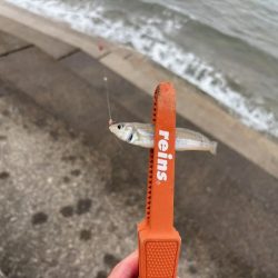 鳥取キス釣り｜荒れ気味で渋いけど小さい群れを探せば釣れる