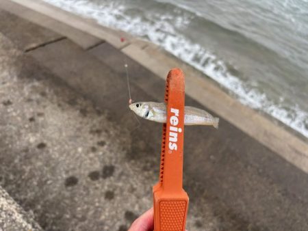 鳥取キス釣り｜荒れ気味で渋いけど小さい群れを探せば釣れる