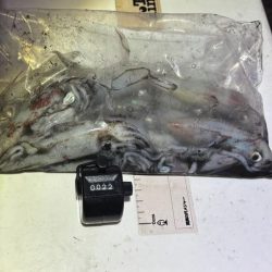 ショアケンサキイカ釣り｜群れが小さく数が少ない