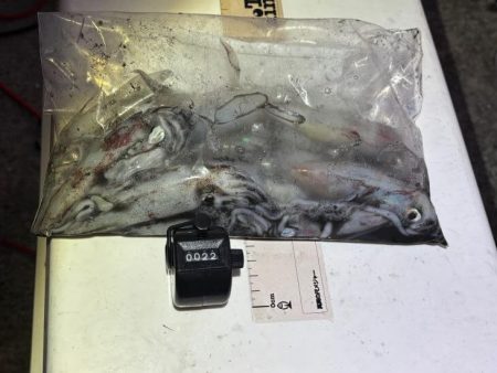 ショアケンサキイカ釣り｜群れが小さく数が少ない