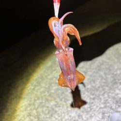 【ショアケンサキイカ釣り】更に群れが減りアタリほぼ無し状態