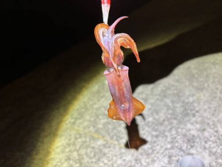 【ショアケンサキイカ釣り】更に群れが減りアタリほぼ無し状態