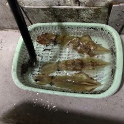 【鳥取イカメタル】今回も潮激流と激渋