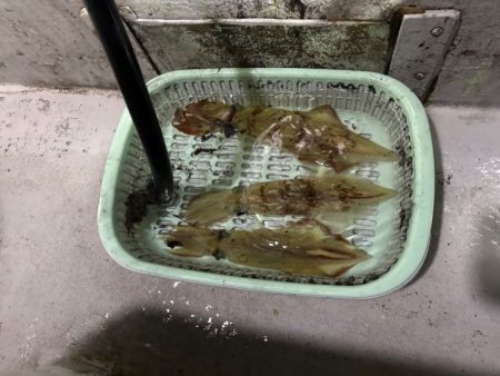 【鳥取イカメタル】今回も潮激流と激渋