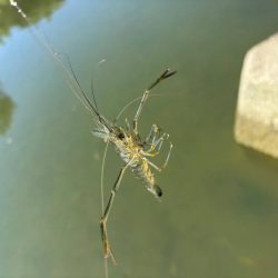 テナガエビ釣り｜潮位が低く渋い状況