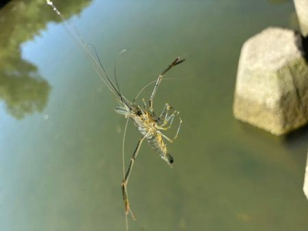 テナガエビ釣り｜潮位が低く渋い状況