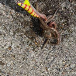 ボウズ覚悟のマダコ釣り