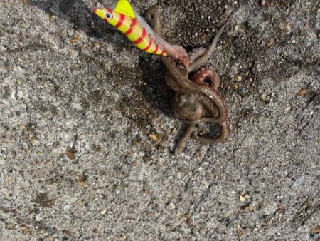 ボウズ覚悟のマダコ釣り